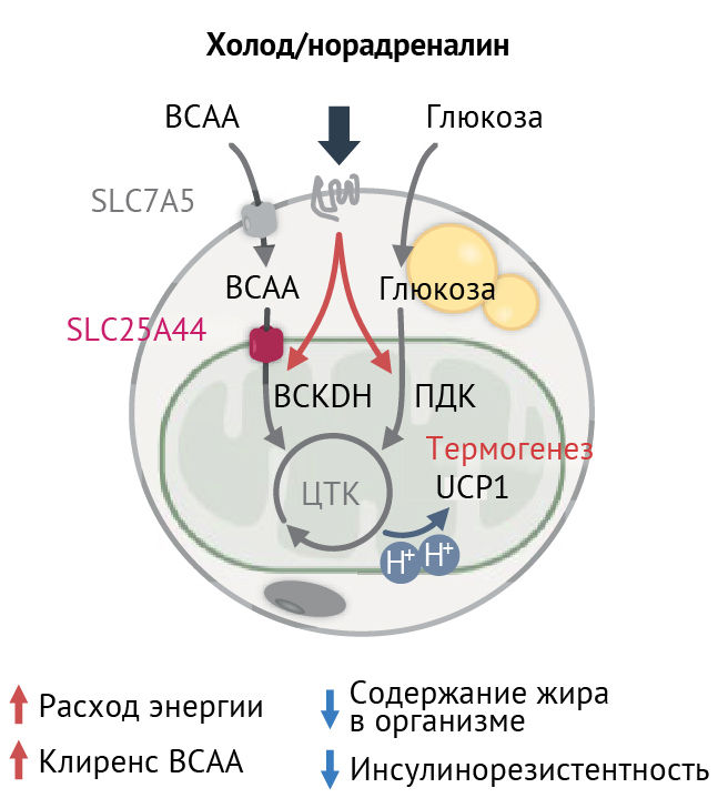 Лейцин, изолейцин и валин - роль в метаболизме - BIOHIMIK.NET