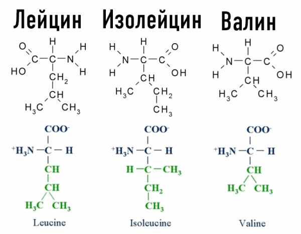 Cтруктурные формулы аминокислот