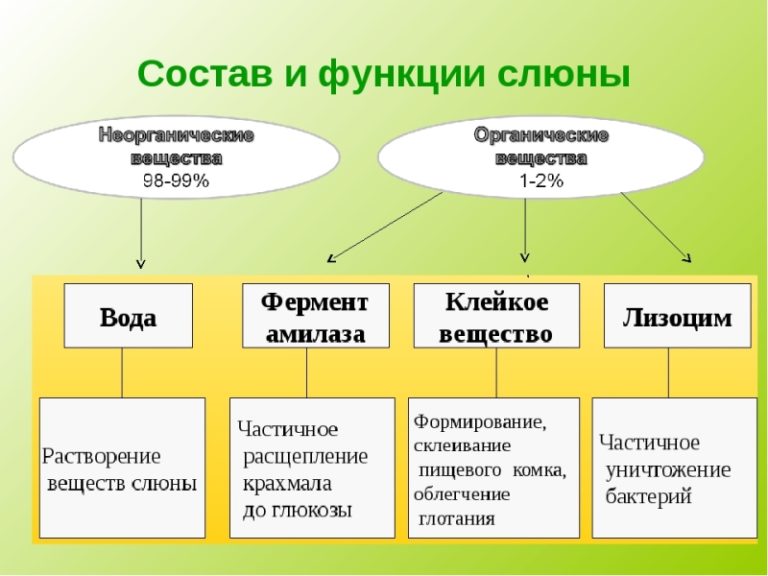 Как называется образец слюны