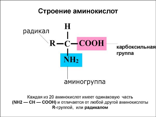 Структура аминокислот