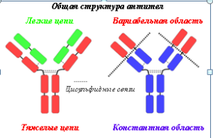 Строение иммуноглобулина презентация