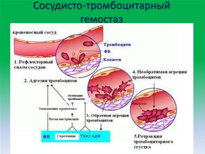 Cосудисто-тромбоцитарный гемостаз