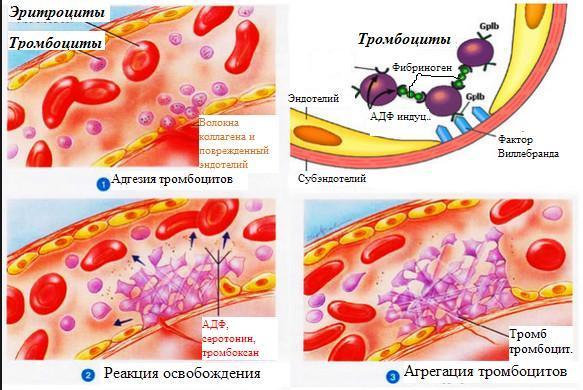 Тромбоциты и гемостаз
