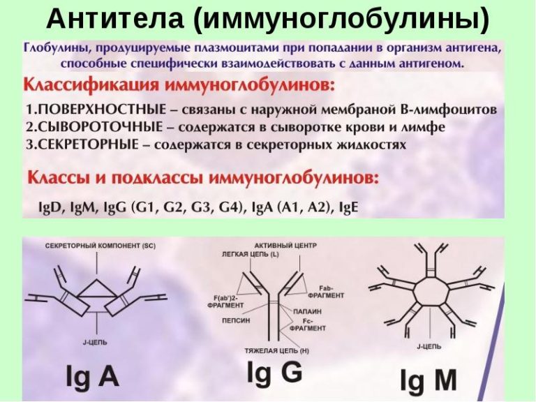 Схема строения молекулы иммуноглобулина