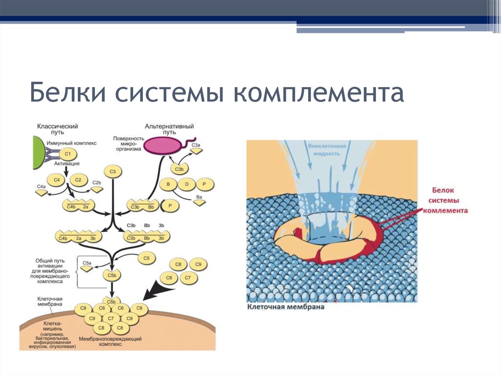 Система комплемента картинки