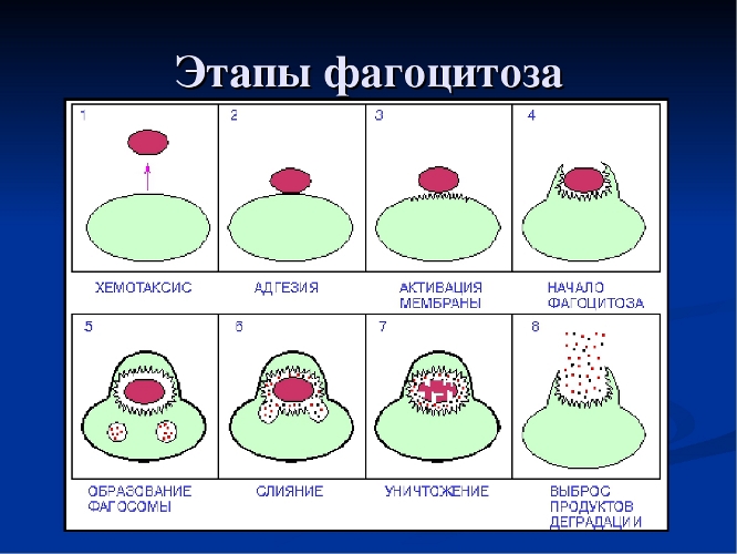стадии фагоцитоза иммунология