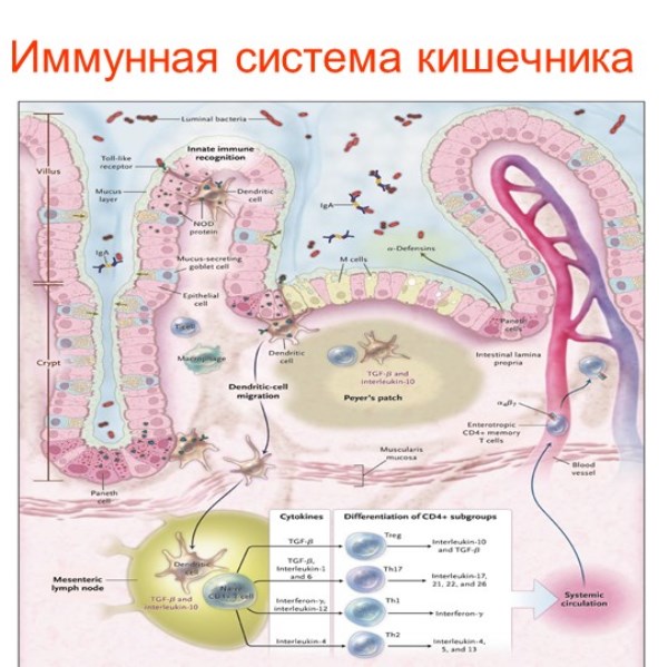 Иммунная система кишечника