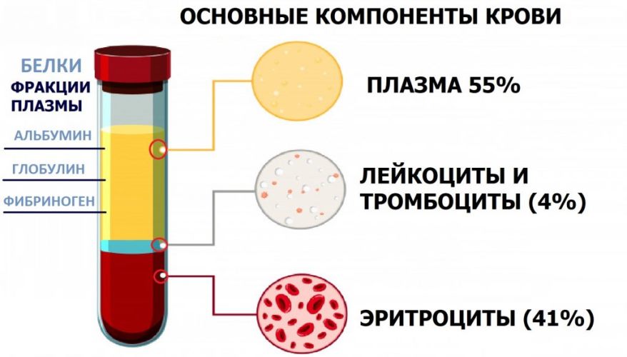компоненты крови