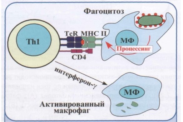 Клеточно-опосредованная (тип IV ) гиперчувствительность