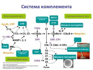 Схема активации комплемента