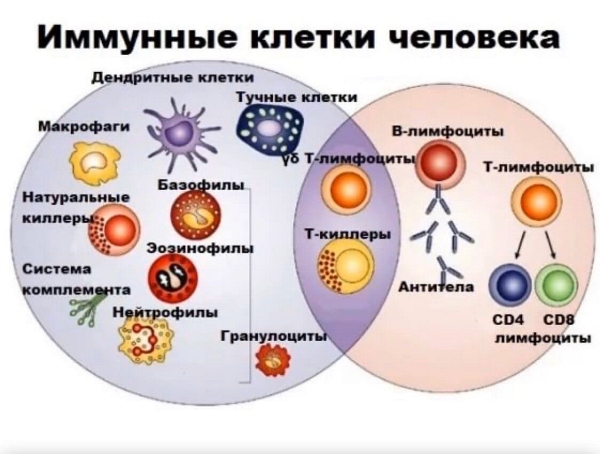 иммунные клетки