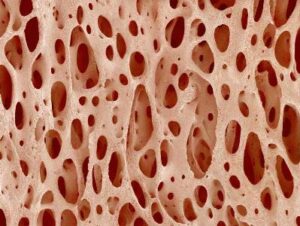 клетки костной ткани