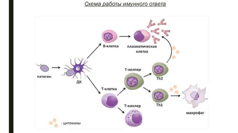 Тучные клетки фото на коже