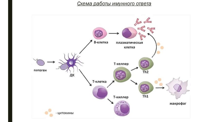 Как патогены активируют тучные клетки