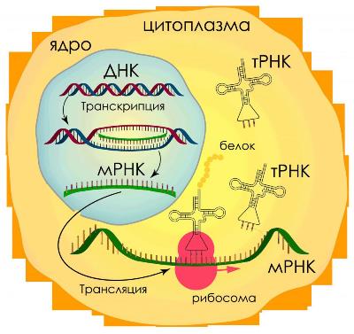С-реактивный белок - маркер воспаления - BIOHIMIK.NET