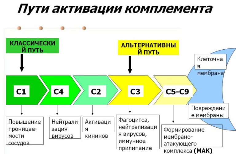 Схема активации системы комплемента