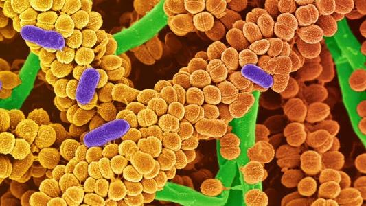Диагностика чрезмерного роста бактерий в тонком кишечнике